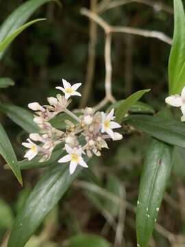 Image of Palicourea pseudinundata