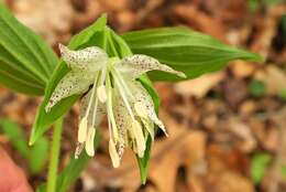 Prosartes maculata (Buckley) A. Gray的圖片