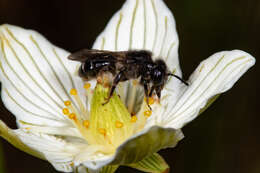 Image of Andrena parnassiae Cockerell 1902