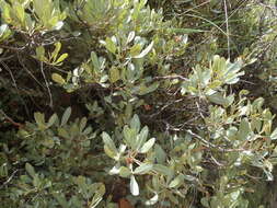 Image of Searsia magalismontana subsp. magalismontana