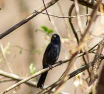 Image of Blue Seedeater