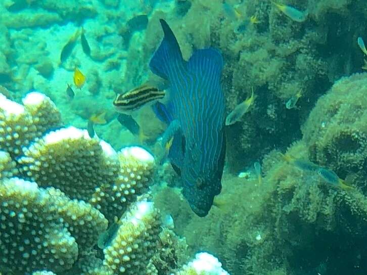 Image of Blue-lined Rock Cod