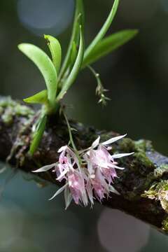 Plancia ëd Macroclinium lineare (Ames & C. Schweinf.) Dodson