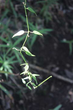 Image of Ceropegia carnosa E. Mey.