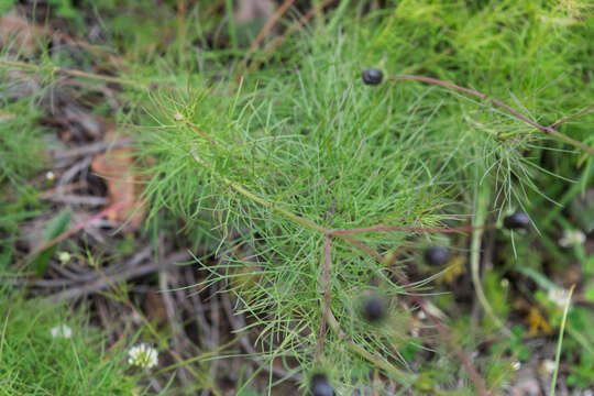 Image of Cosmos carvifolius Benth.