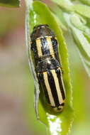 Image of <i>Acmaeodera <i>grata</i></i> grata