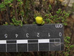 Image of Calceolaria inamoena Kränzl.