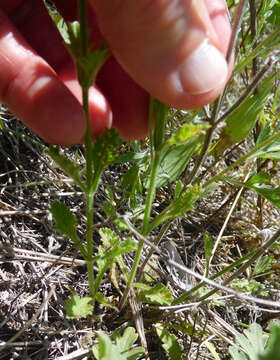 Image of fanleaf vervain