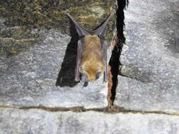 Image of Hipposideros speoris (Schneider ex Schreber 1800)