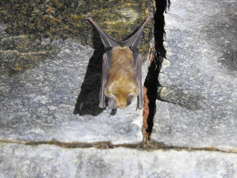 Image of Hipposideros speoris (Schneider ex Schreber 1800)