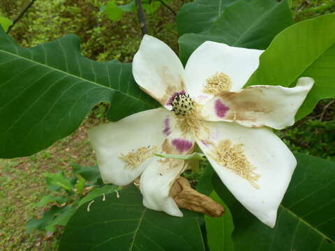 Image of Ashe's Magnolia