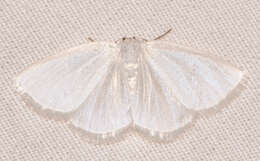 Image of White Spring Moth