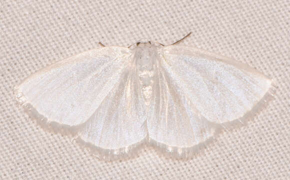 Image of White Spring Moth