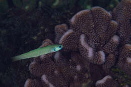 Image of Chinese zebra goby