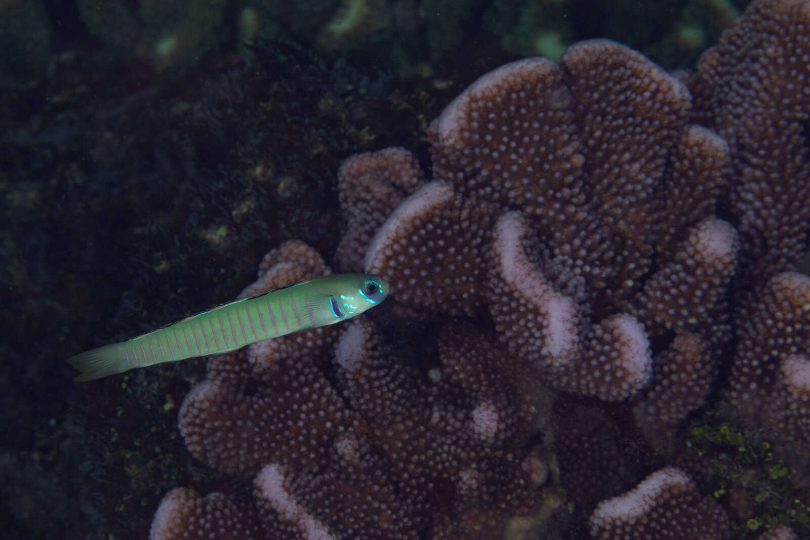 Image of Chinese zebra goby