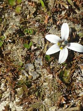 Image de Lobelia perpusilla Hook. fil.