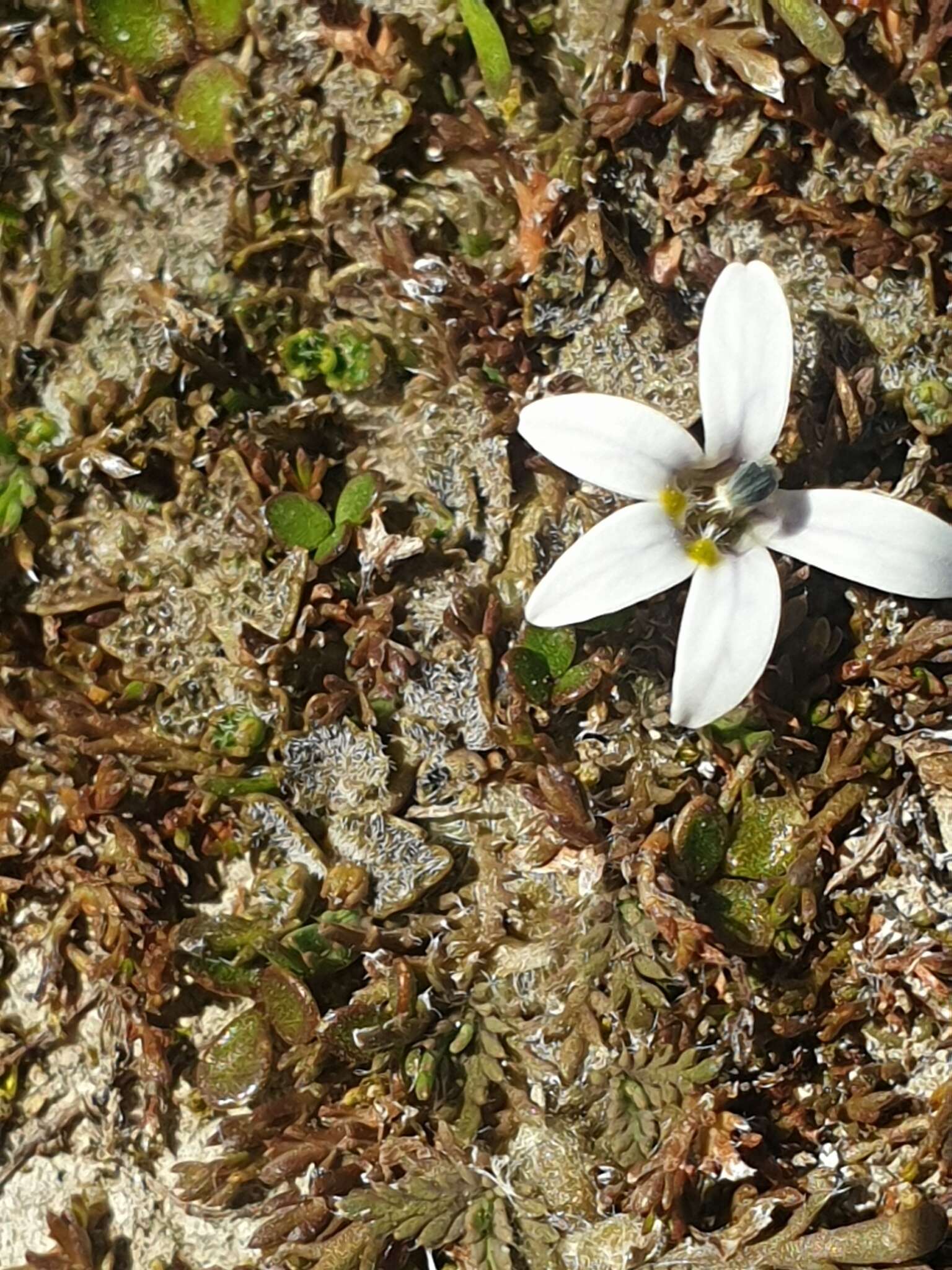 Image of Lobelia perpusilla Hook. fil.