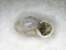 Image of eccentric grass snail