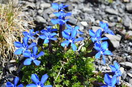 صورة Gentiana brachyphylla subsp. favratii (Rittener) Tutin