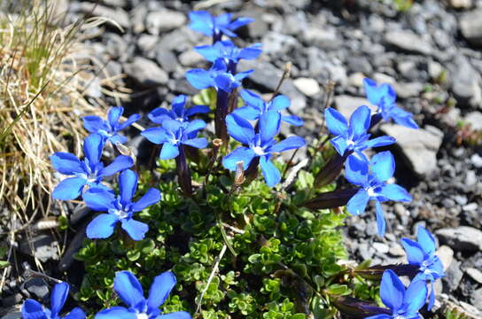 Image of Gentiana brachyphylla subsp. favratii (Rittener) Tutin