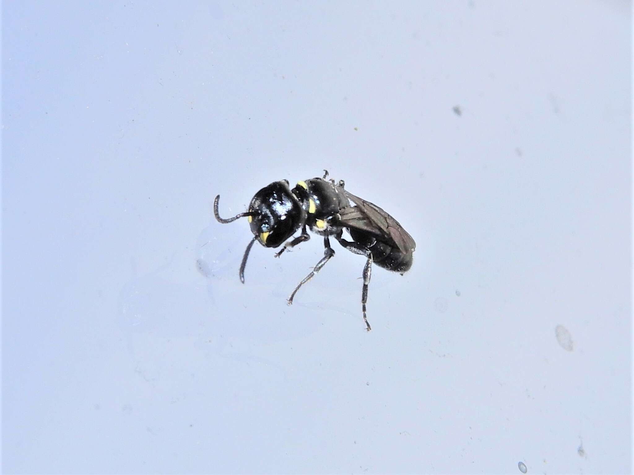 Image of Māori Masked Bee