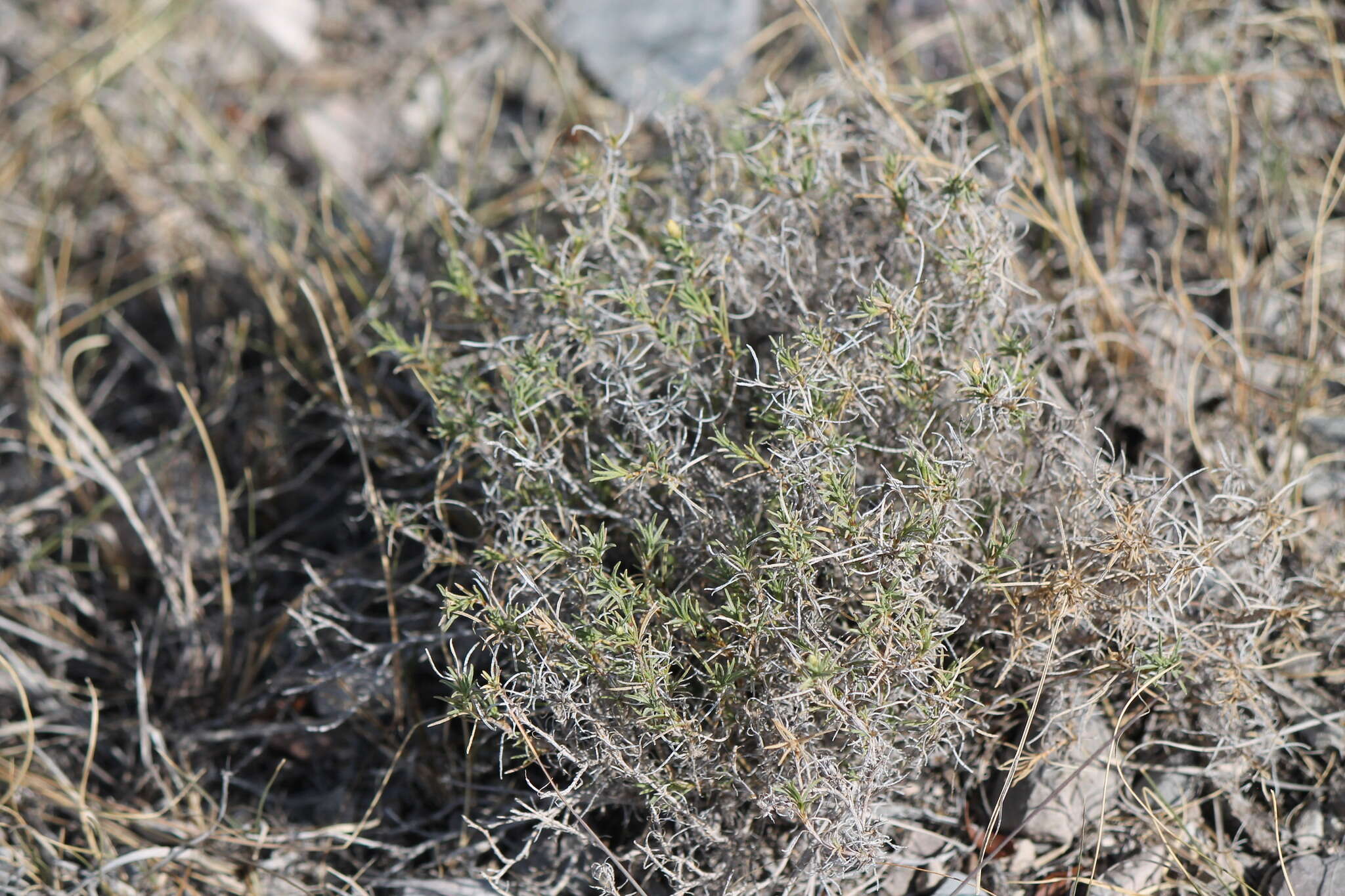 Image of Zinnia juniperifolia (DC.) A. Gray