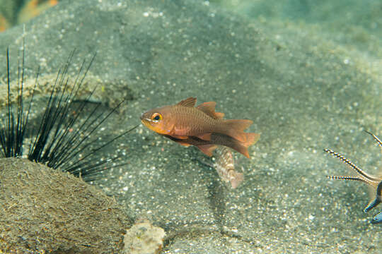 Слика од Ostorhinchus monospilus (Fraser, Randall & Allen 2002)