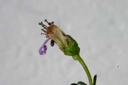 Image of Felicia filifolia subsp. bodkinii (Compton) Grau