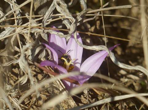 Image of Colchicum bulbocodium Ker Gawl.