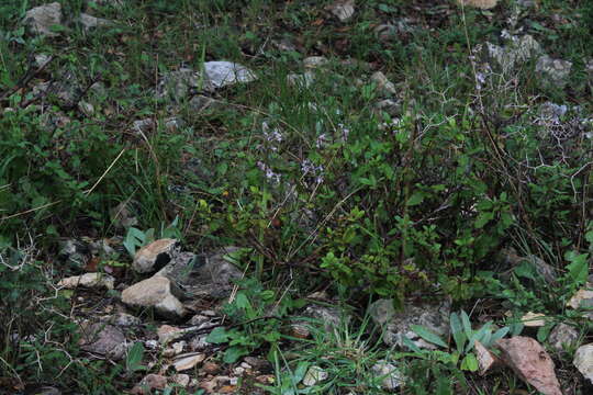 Image of Anacamptis israelitica (H. Baumann & Dafni) R. M. Bateman, Pridgeon & M. W. Chase