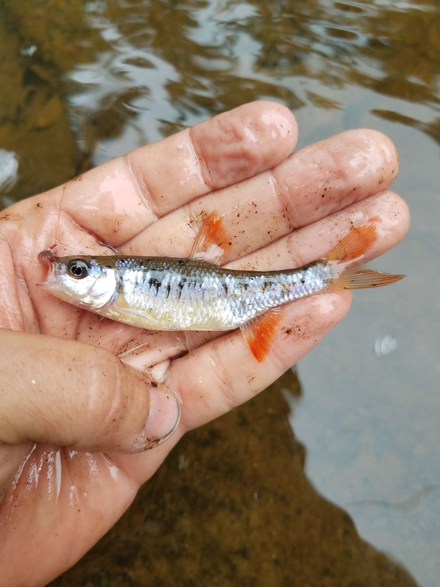 Image of Crescent Shiner