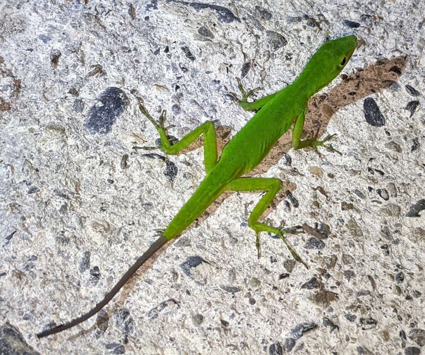 Image of Boulenger's Green Anole