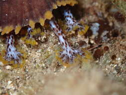 Image of Holothuria subgen. Semperothuria Deichmann 1958