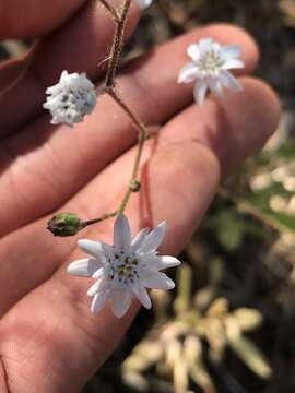 Image of Leucheria gayana (Remy) Reiche