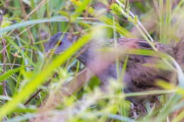 Image of Ash-throated Crake