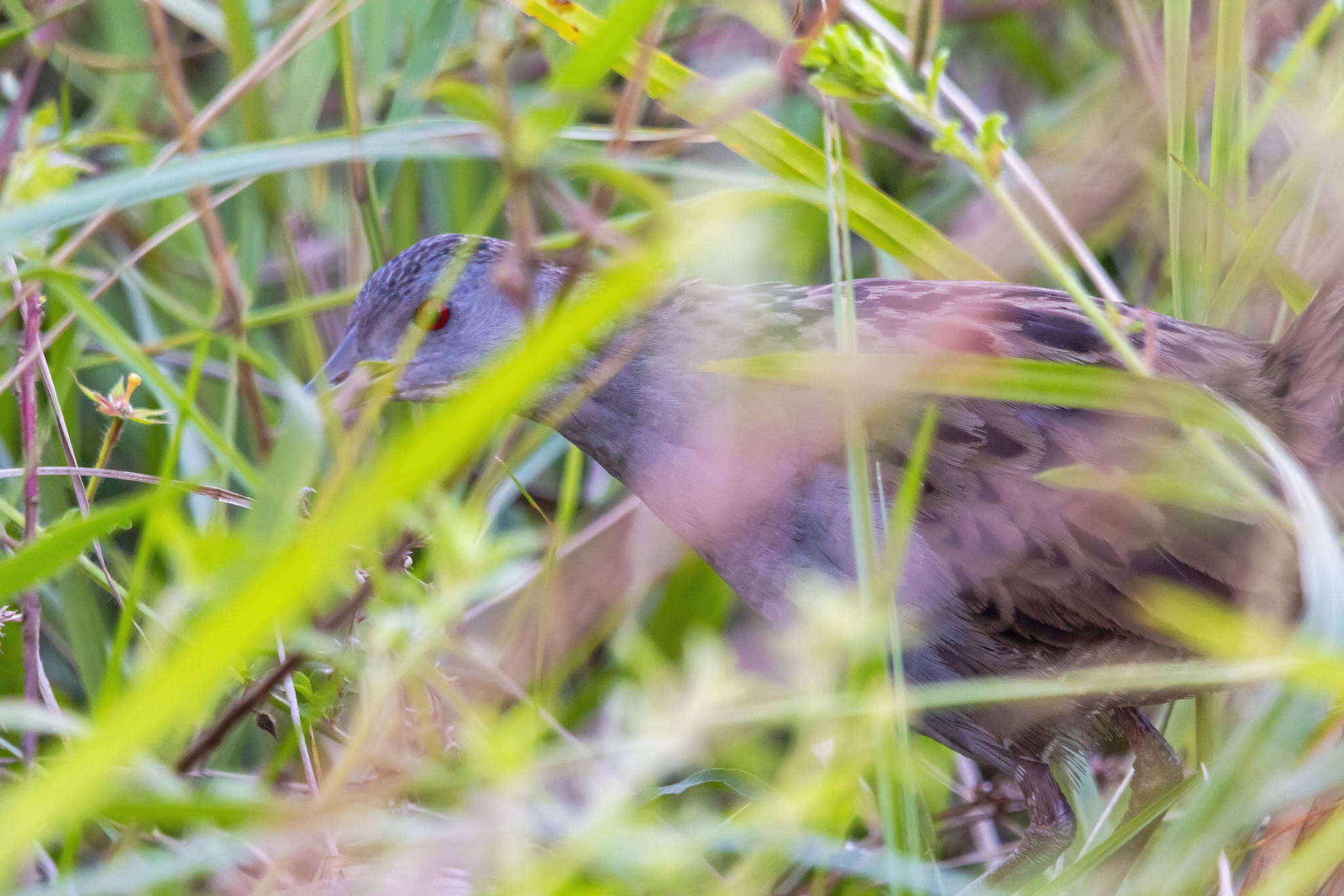 Image of Ash-throated Crake