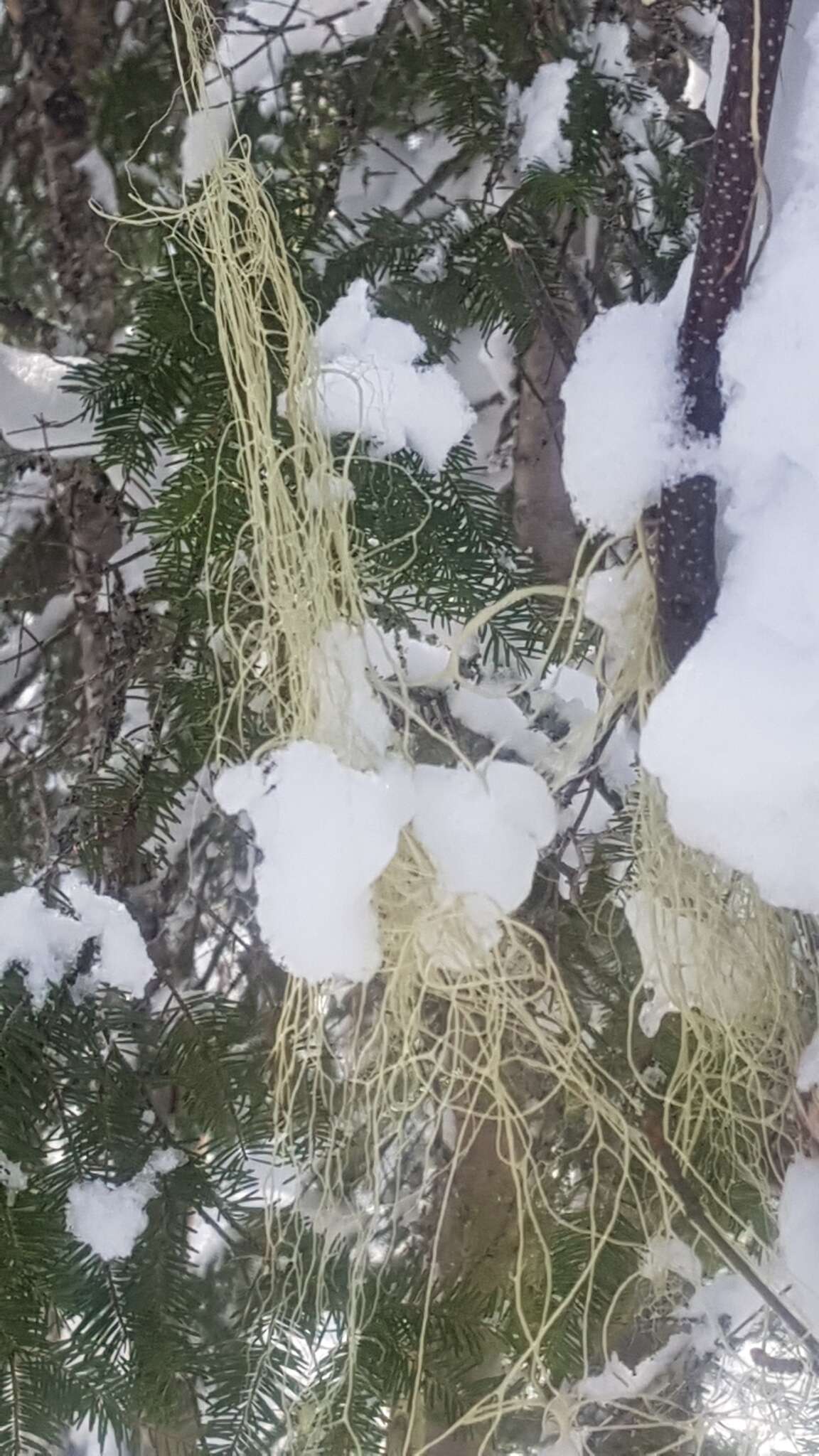 Image of witch's hair lichen