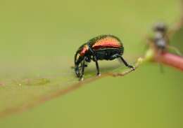 Image of poplar leaf-rolling weevil