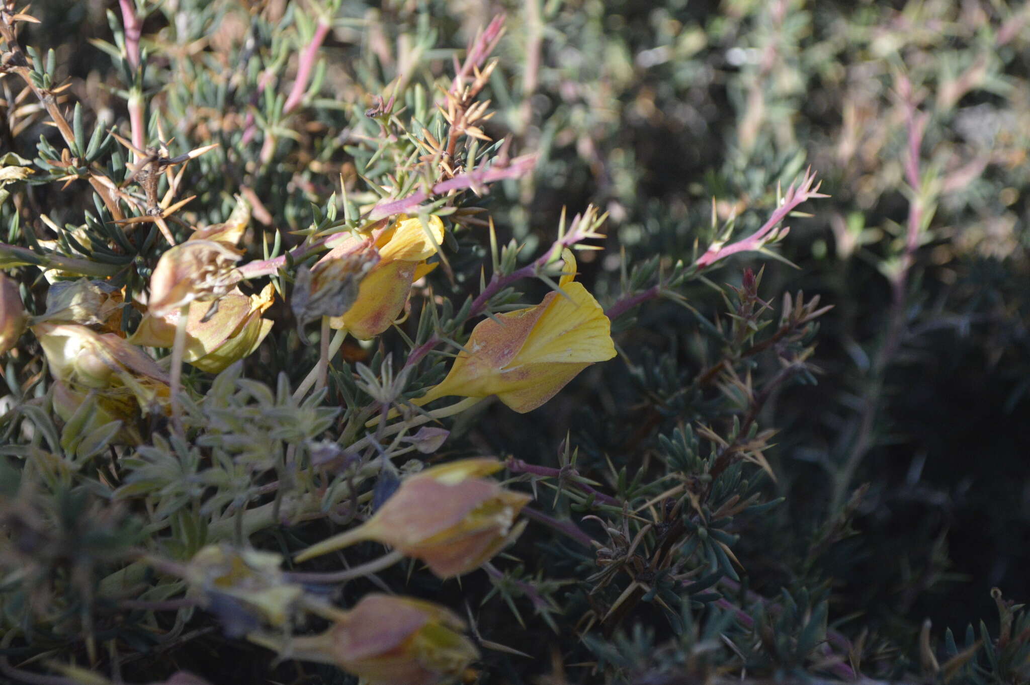 Image of Tropaeolum polyphyllum Cav.