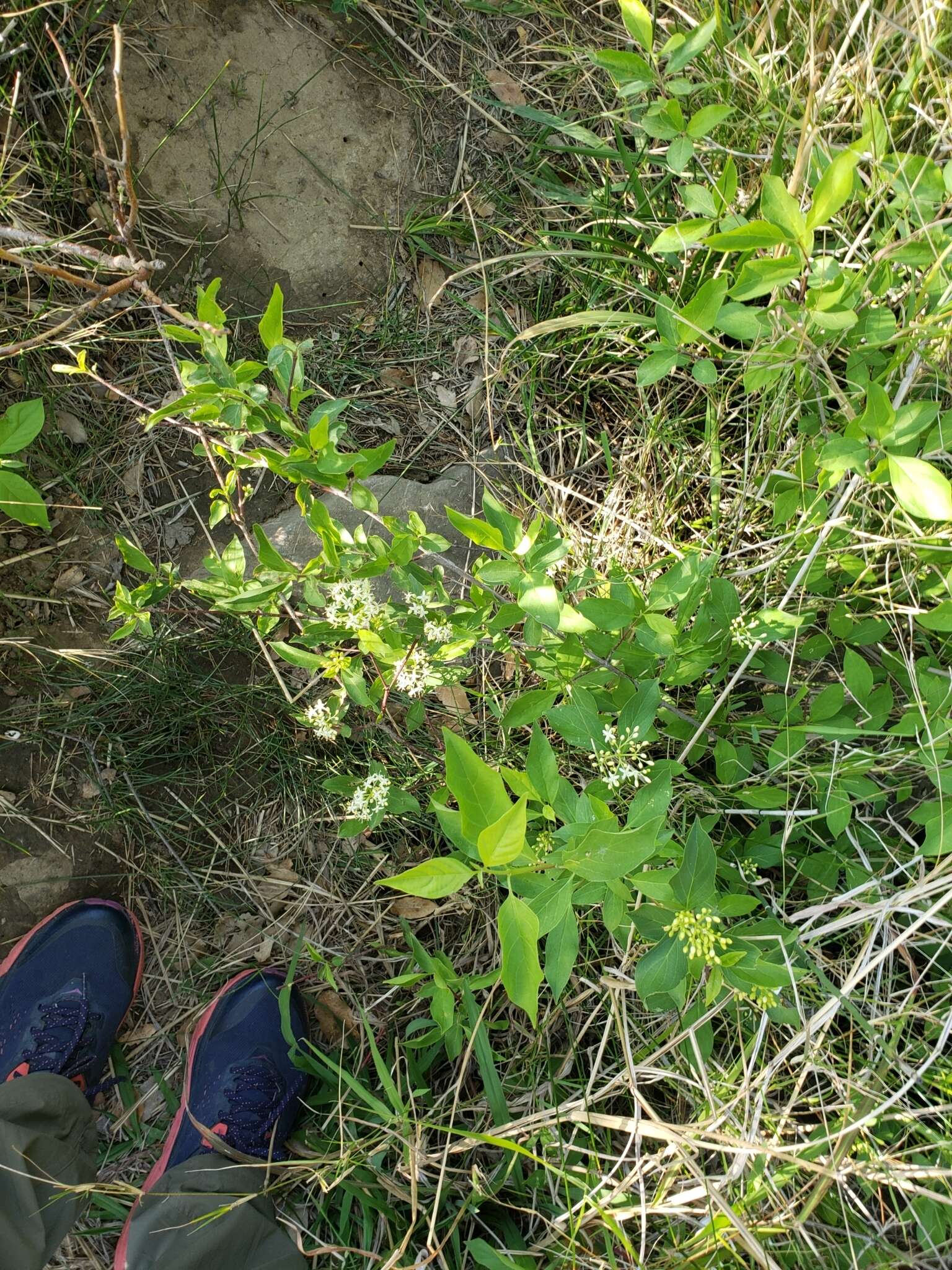 Image of brown dogwood