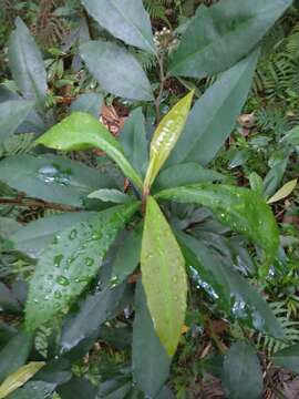 صورة Ardisia cornudentata Mez