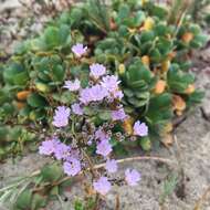 Image of European sea lavendar