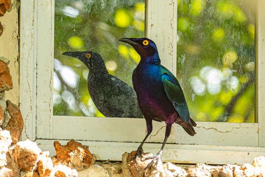 Image of Purple Glossy Starling