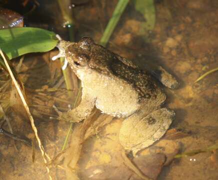 Image of Balu Oriental Frog