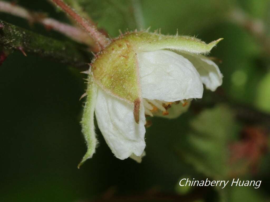 Sivun Rubus taitoensis Hayata kuva