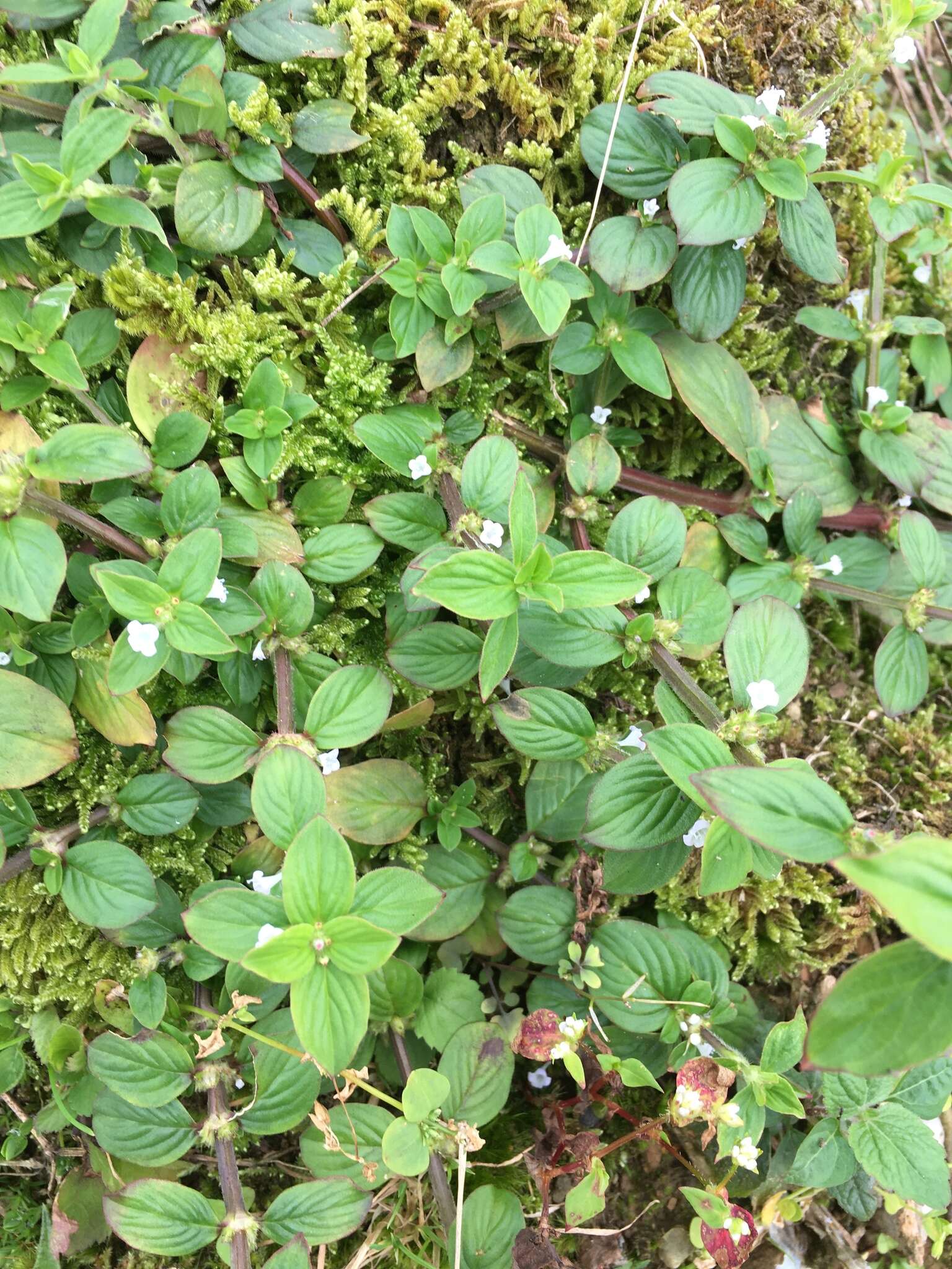 Image of winged false buttonweed