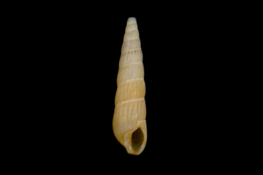 Image of Turbonilla tenuicula (Gould 1853)