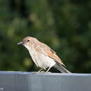 Imagem de Colluricincla harmonica strigata Swainson 1838