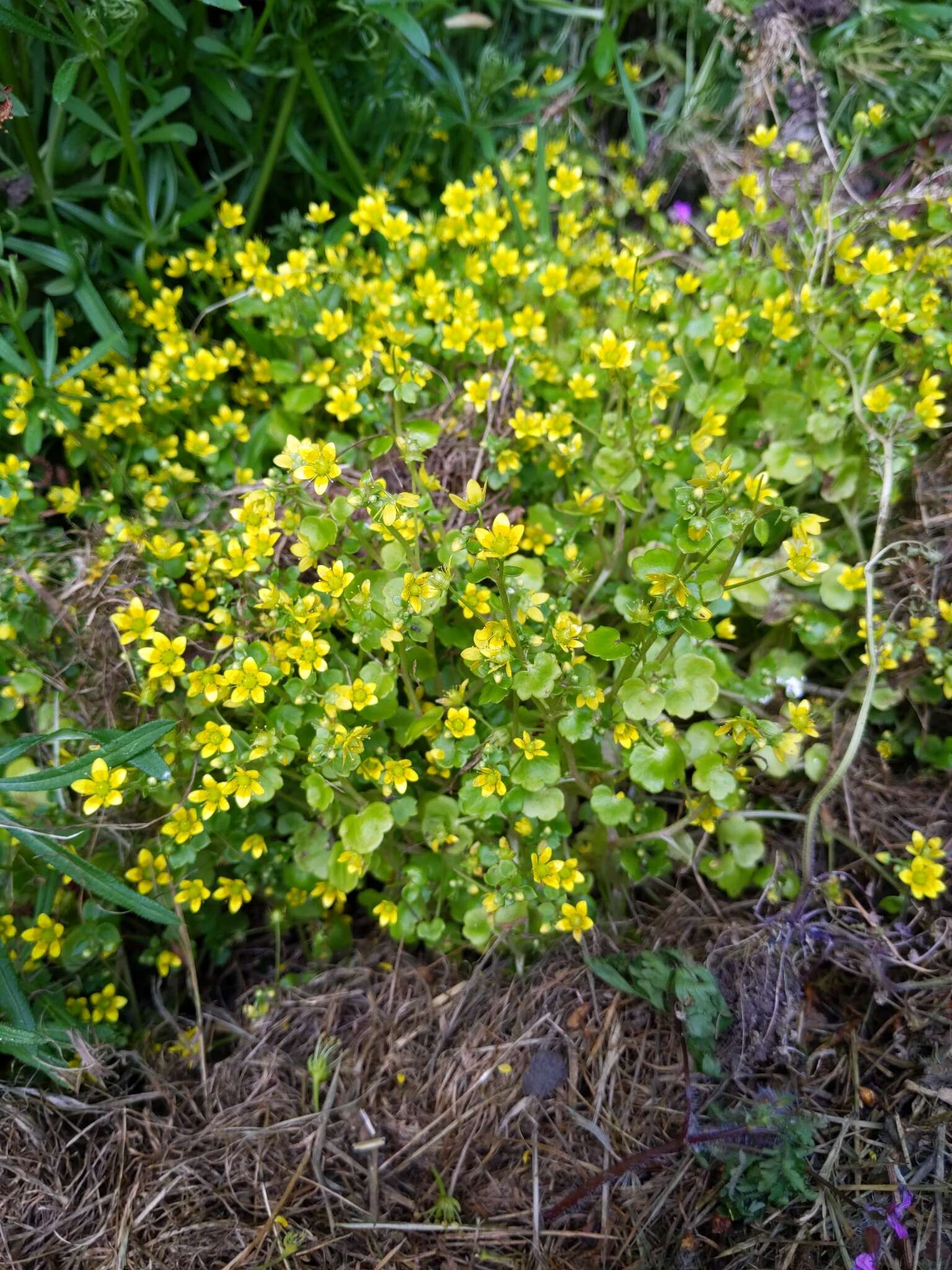 Image of Saxifraga cymbalaria L.