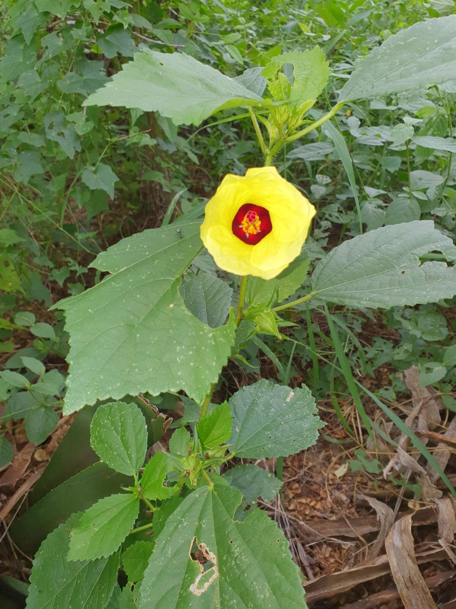 Image of Rosemallow